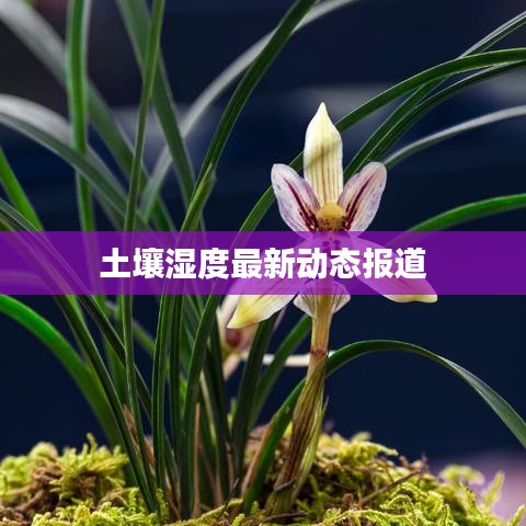 土壤湿度最新动态报道