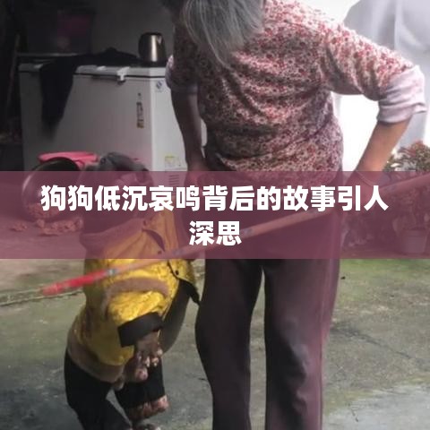 狗狗低沉哀鸣背后的故事引人深思