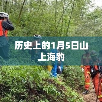 山上海豹的历史时刻，探寻一月五日印记