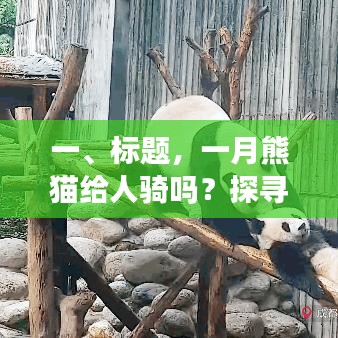 一月熊猫能否骑乘？探寻背后的真相