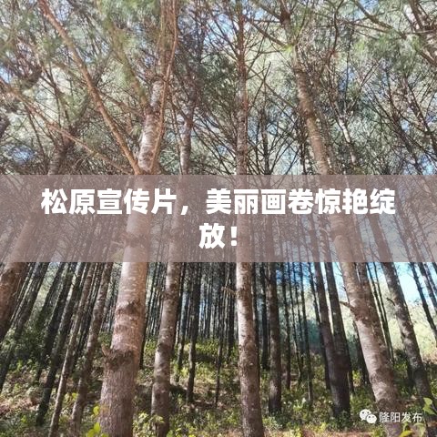 松原宣传片，美丽画卷惊艳绽放！