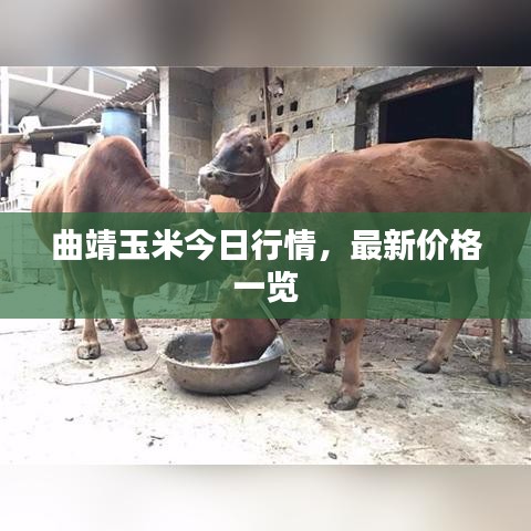 曲靖玉米今日行情，最新价格一览