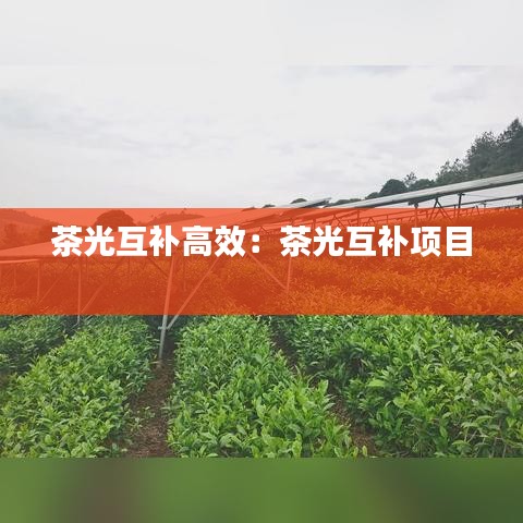 茶光互补高效：茶光互补项目 