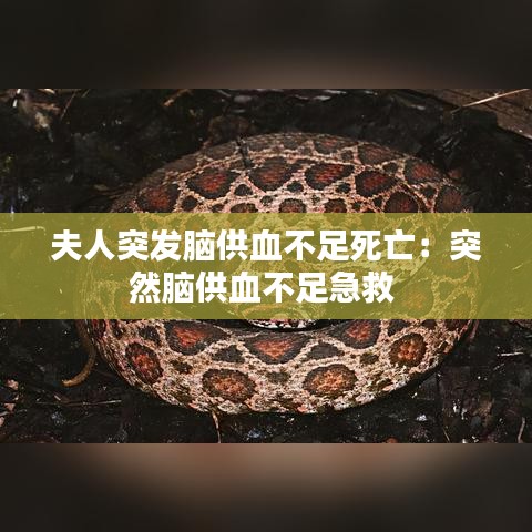 夫人突发脑供血不足死亡：突然脑供血不足急救 