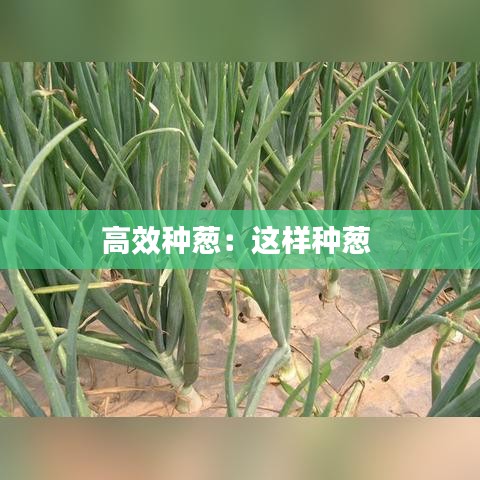 高效种葱：这样种葱 