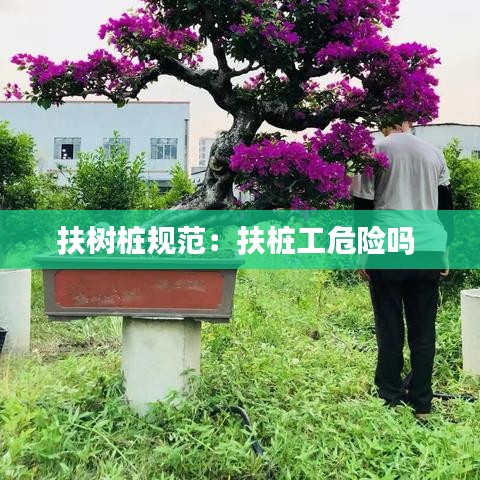扶树桩规范：扶桩工危险吗 
