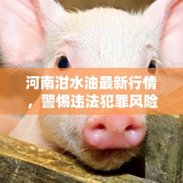 河南泔水油最新行情，警惕违法犯罪风险！