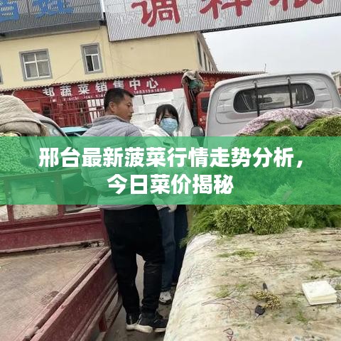邢台最新菠菜行情走势分析，今日菜价揭秘