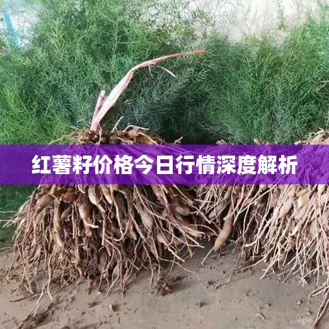 红薯籽价格今日行情深度解析