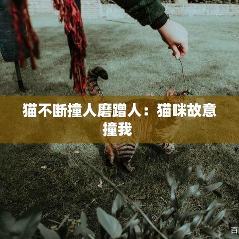 猫不断撞人磨蹭人：猫咪故意撞我 