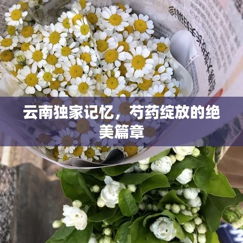 云南独家记忆，芍药绽放的绝美篇章