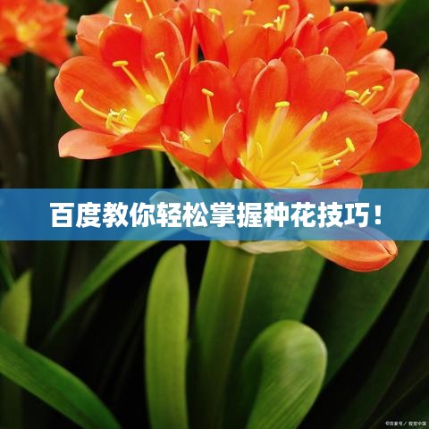 百度教你轻松掌握种花技巧！