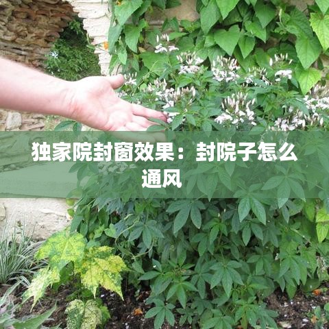 独家院封窗效果：封院子怎么通风 