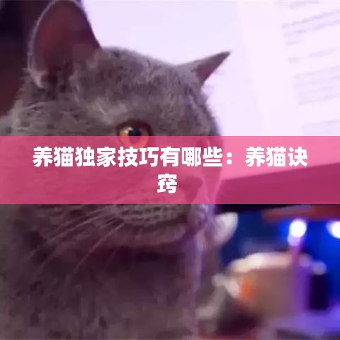 养猫独家技巧有哪些：养猫诀窍 
