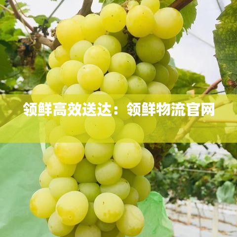 领鲜高效送达：领鲜物流官网 