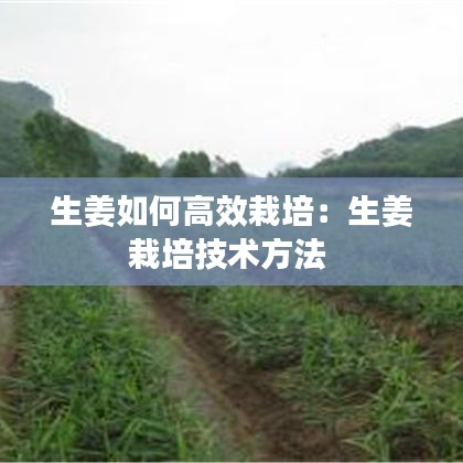 生姜如何高效栽培：生姜栽培技术方法 