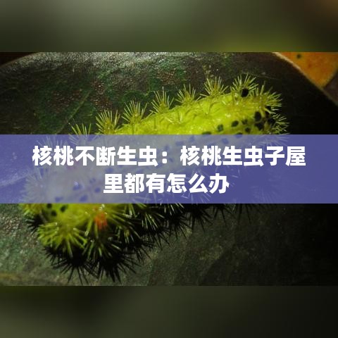 核桃不断生虫：核桃生虫子屋里都有怎么办 