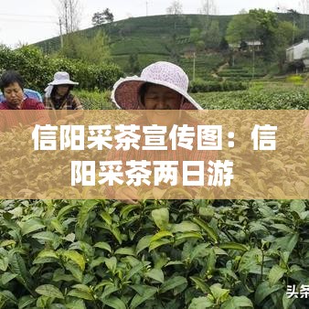 百鸟归巢 第2页