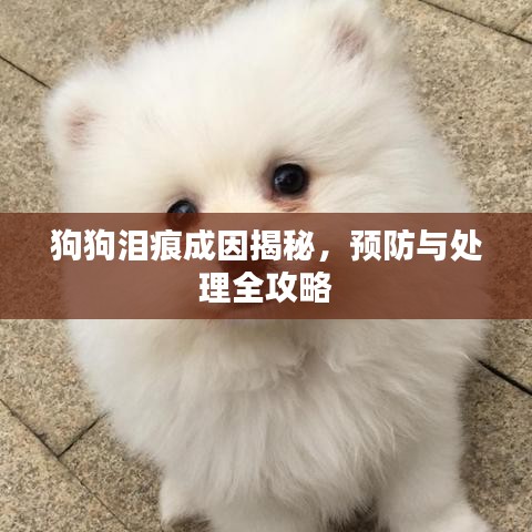 狗狗泪痕成因揭秘，预防与处理全攻略