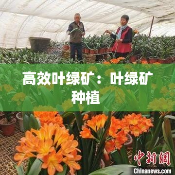 高效叶绿矿：叶绿矿种植 