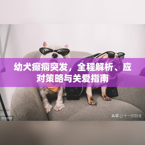 幼犬癫痫突发，全程解析、应对策略与关爱指南