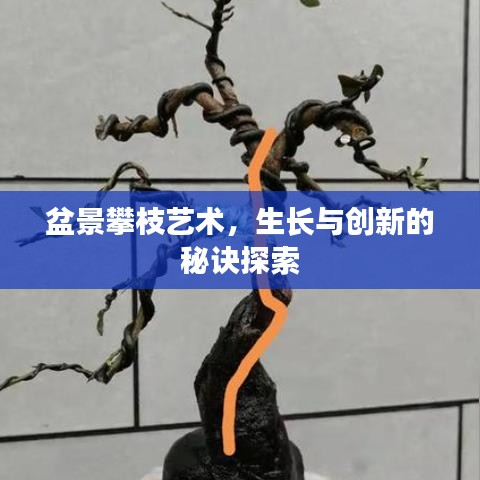 盆景攀枝艺术，生长与创新的秘诀探索