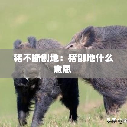 猪不断刨地：猪刨地什么意思 