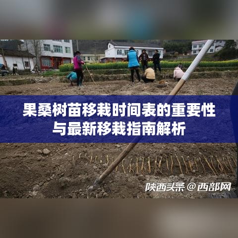 果桑树苗移栽时间表的重要性与最新移栽指南解析