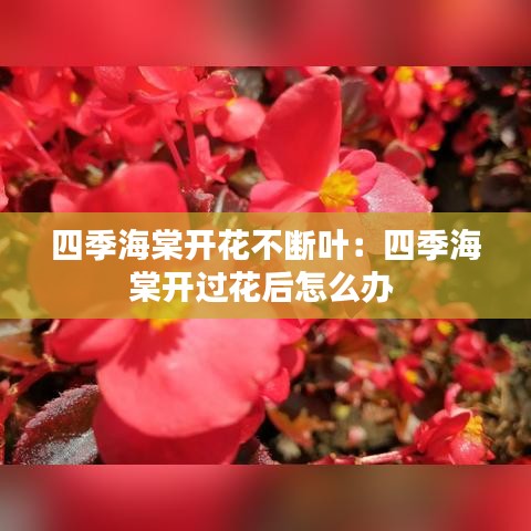 四季海棠开花不断叶：四季海棠开过花后怎么办 