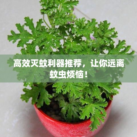 高效灭蚊利器推荐，让你远离蚊虫烦恼！