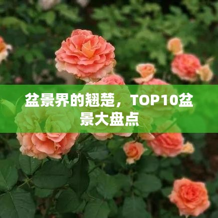盆景界的翘楚，TOP10盆景大盘点