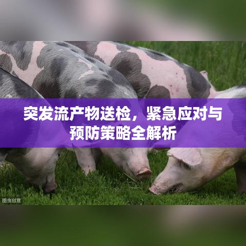 突发流产物送检，紧急应对与预防策略全解析