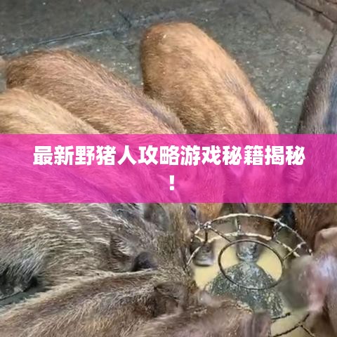 最新野猪人攻略游戏秘籍揭秘！