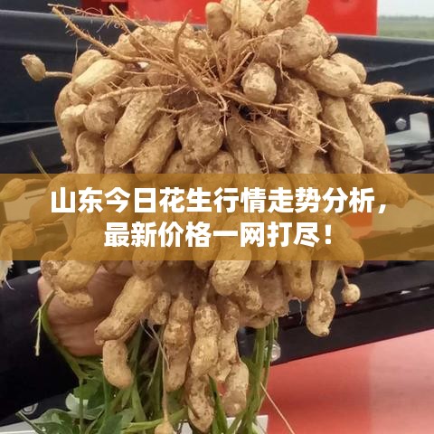 山东今日花生行情走势分析，最新价格一网打尽！