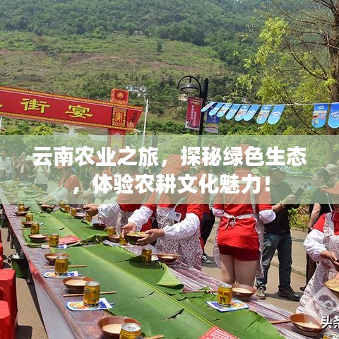 云南农业之旅，探秘绿色生态，体验农耕文化魅力！