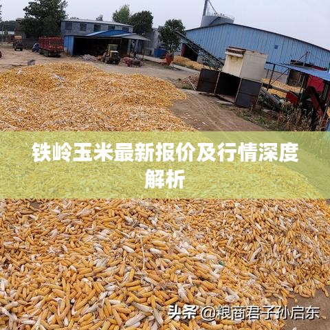 铁岭玉米最新报价及行情深度解析