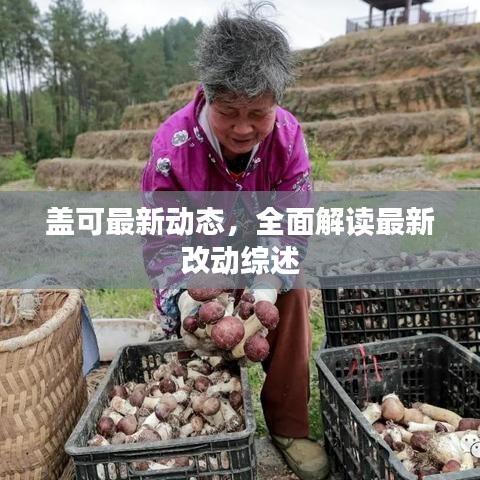 盖可最新动态，全面解读最新改动综述