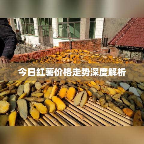 今日红薯价格走势深度解析