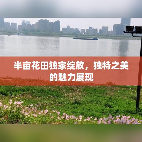 半亩花田独家绽放，独特之美的魅力展现