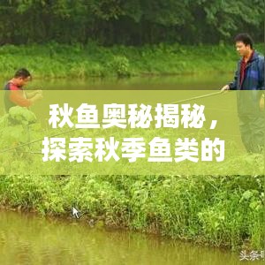 秋鱼奥秘揭秘，探索秋季鱼类的精彩世界