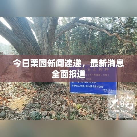 今日栗园新闻速递，最新消息全面报道