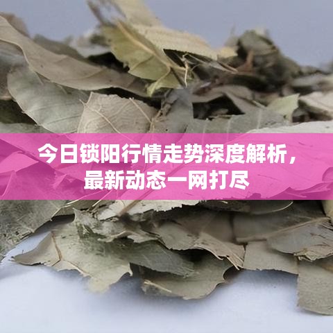 今日锁阳行情走势深度解析，最新动态一网打尽