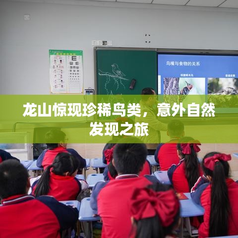 龙山惊现珍稀鸟类，意外自然发现之旅