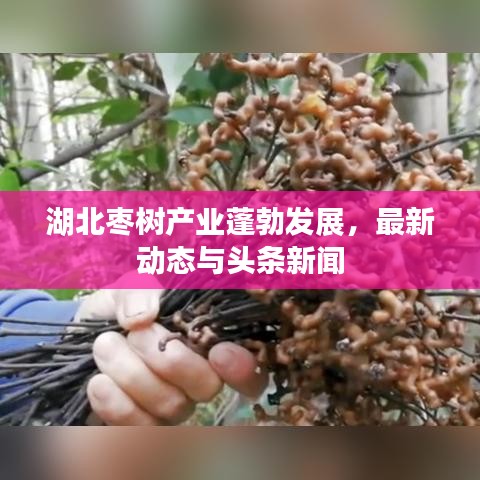 惊弦之鸟