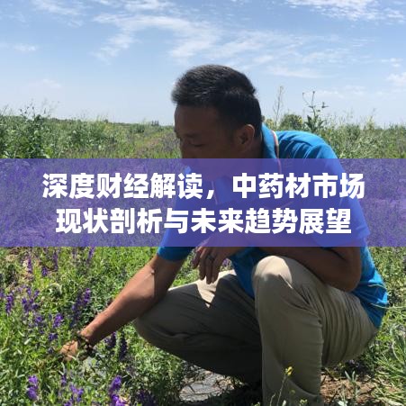 深度财经解读，中药材市场现状剖析与未来趋势展望