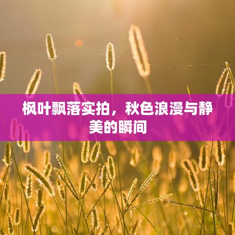 枫叶飘落实拍，秋色浪漫与静美的瞬间