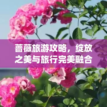 蔷薇旅游攻略，绽放之美与旅行完美融合！
