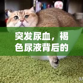 突发尿血，褐色尿液背后的真相揭秘！