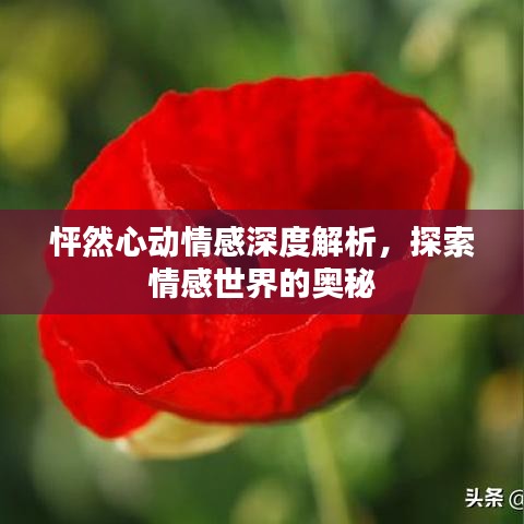 怦然心动情感深度解析，探索情感世界的奥秘