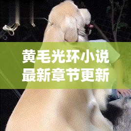 黄毛光环小说最新章节更新揭秘，不容错过的精彩内容！